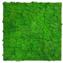 Jangal Modular Wall mospanel 52 x 52 cm - Rich Green